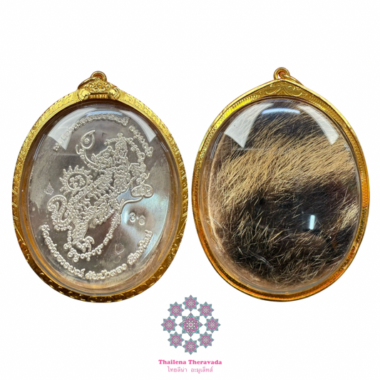 古巴旁蝕2561食人虎