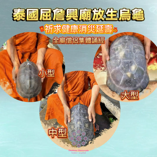 正月每天可放🔸泰國屈詹興廟放生烏龜